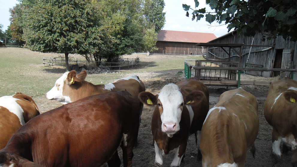 Landwirtschaftliche Außenstelle Kislau in Bad Schönborn